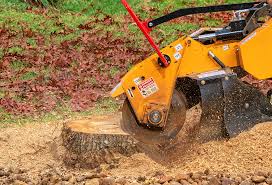 Best Tree Cabling and Bracing  in Windsor, CA