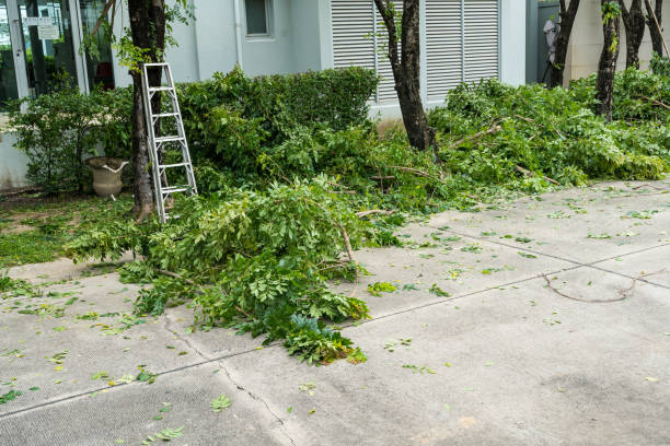 Professional Tree Services in Windsor, CA