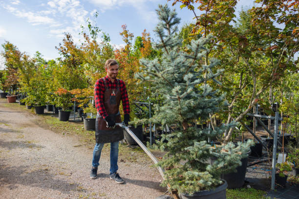 Best Hazardous Tree Removal  in Windsor, CA